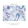 Affreschi & Affreschi | Flo | Feather | KR0101